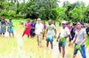 Students, NSS volunteers of Mangalore University plant paddy during Gramotsava in Konaje